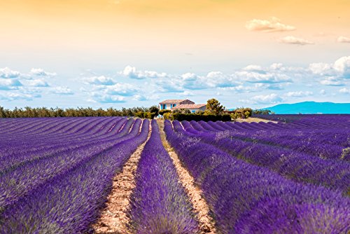 US Organic 100% Pure Lavender Essential Oil, Directly sourced from Bulgaria, USDA Certified Organic, Undiluted, for Diffuser, Humidifier, Massage, Skin, Hair Care, Non GMO, 15 ml 2 Pack