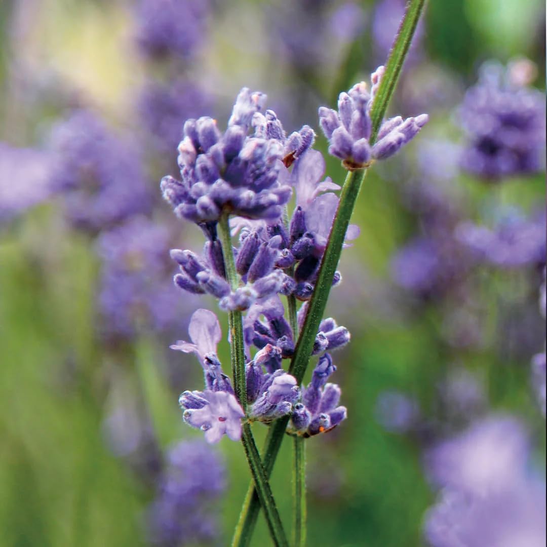Aromatics International Lavender Artisan Hydrosol 100ml | Calming Aromatic Spray for Everyday Use